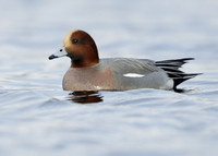 Wigeon Anas penelope