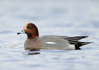 Wigeon Anas penelope