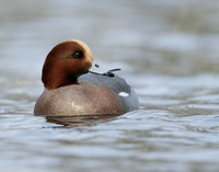 Wigeon Anas penelope