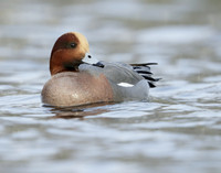 Wigeon Anas penelope