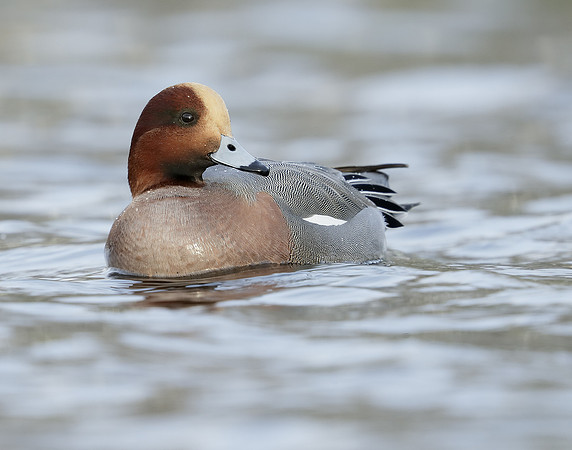 Wigeon Anas penelope