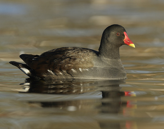 Moorhen Gallinula chloropus