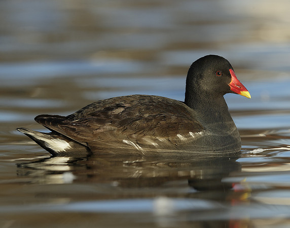 Moorhen Gallinula chloropus
