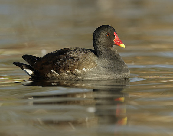 Moorhen Gallinula chloropus