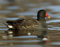Moorhen Gallinula chloropus