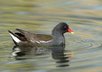 Moorhen Gallinula chloropus