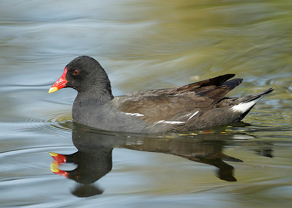 Moorhen Gallinula chloropus