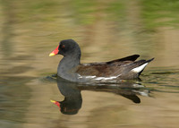 Moorhen Gallinula chloropus