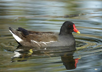 Moorhen Gallinula chloropus