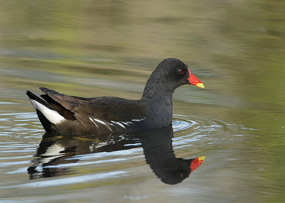 Moorhen Gallinula chloropus