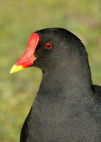 Moorhen Gallinula chloropus