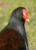 Moorhen Gallinula chloropus
