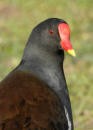 Moorhen Gallinula chloropus
