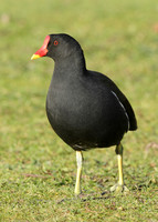 Moorhen Gallinula chloropus