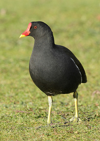 Moorhen Gallinula chloropus
