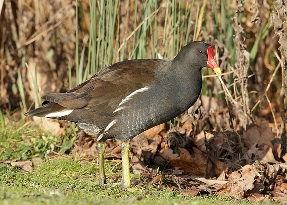 Moorhen Gallinula chloropus