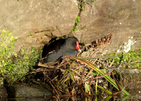 Moorhen Gallinula chloropus