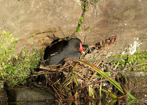 Moorhen Gallinula chloropus