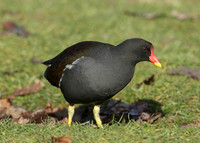 Moorhen Gallinula chloropus