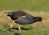 Moorhen Gallinula chloropus