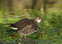 Moorhen Gallinula chloropus