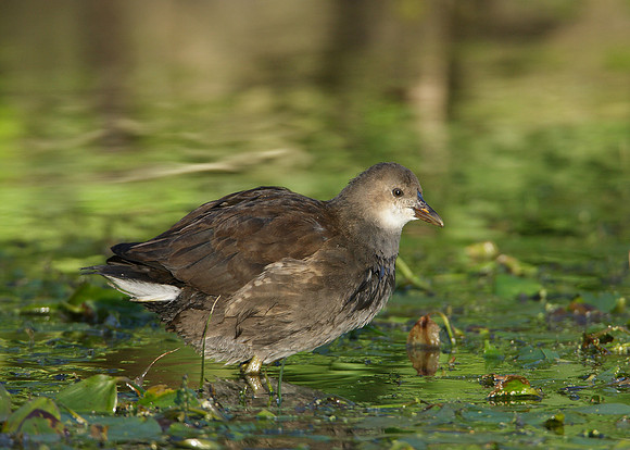 Moorhen Gallinula chloropus