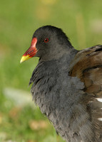 Moorhen Gallinula chloropus