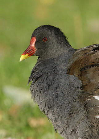 Moorhen Gallinula chloropus