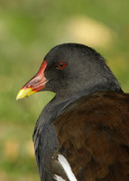 Moorhen Gallinula chloropus