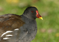 Moorhen Gallinula chloropus