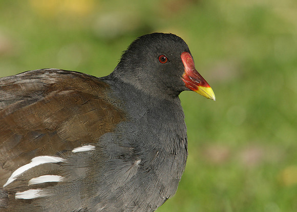 Moorhen Gallinula chloropus