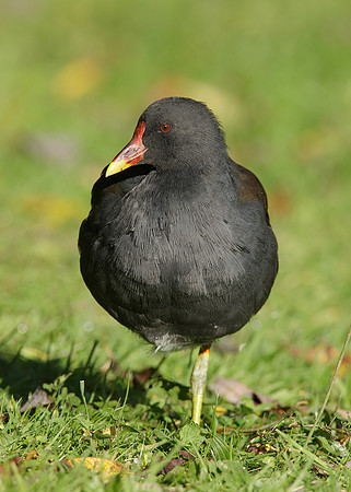 Moorhen Gallinula chloropus