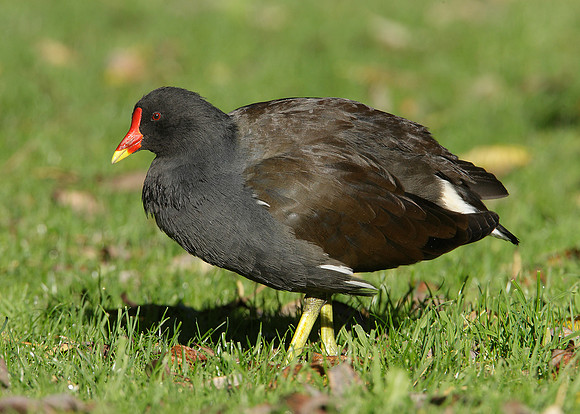 Moorhen Gallinula chloropus