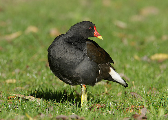 Moorhen Gallinula chloropus