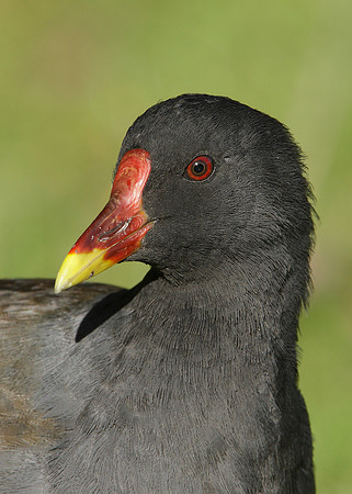 Moorhen Gallinula chloropus