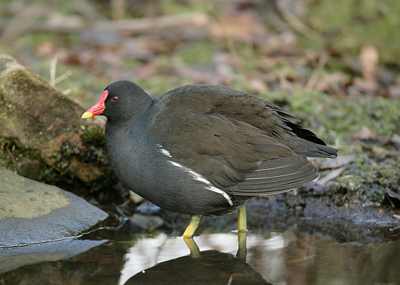 Moorhen Gallinula chloropus