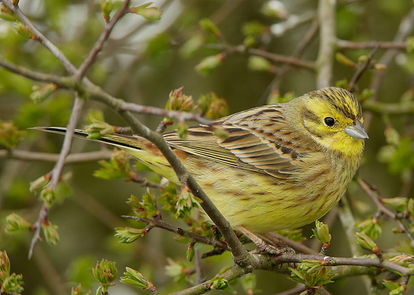 Yellowhammer Emberiza citrinella