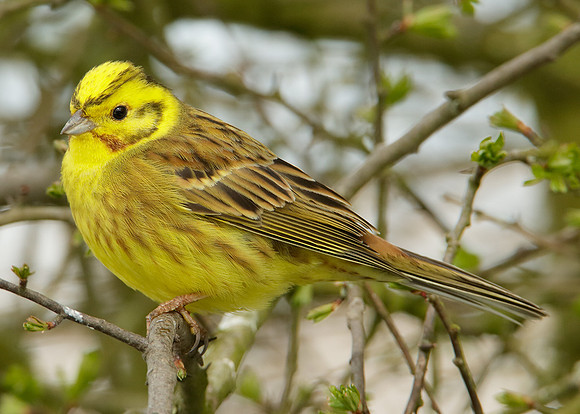 Yellowhammer Emberiza citrinella