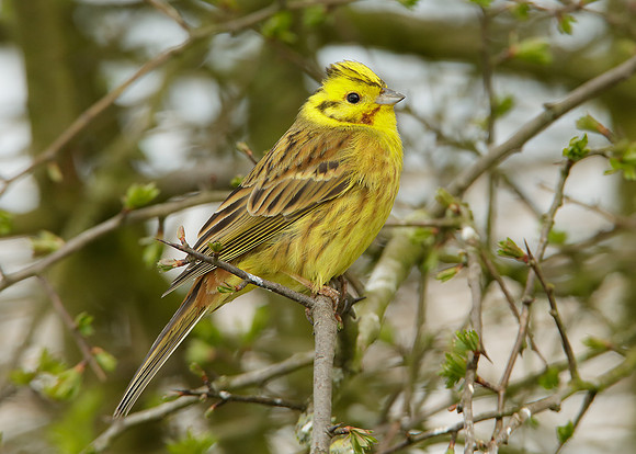 Yellowhammer Emberiza citrinella
