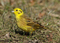 Yellowhammer Emberiza citrinella