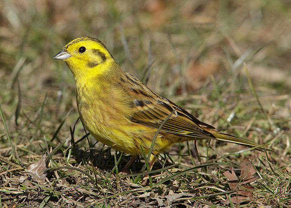 Yellowhammer Emberiza citrinella