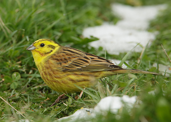 Yellowhammer Emberiza citrinella