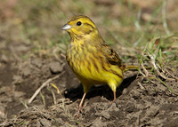 Yellowhammer Emberiza citrinella