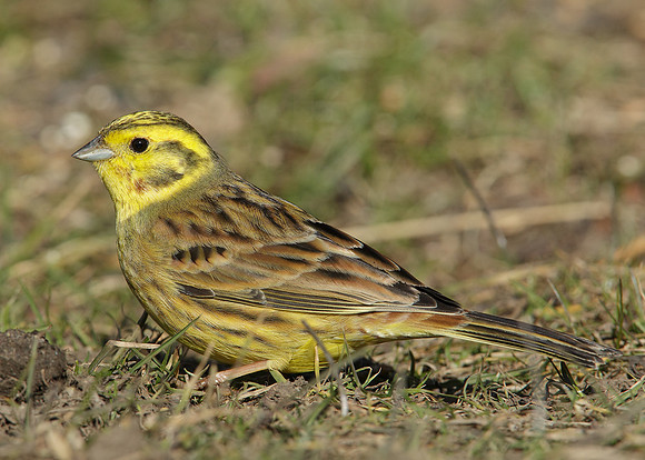 Yellowhammer Emberiza citrinella