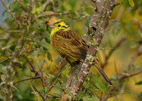 Yellowhammer Emberiza citrinella