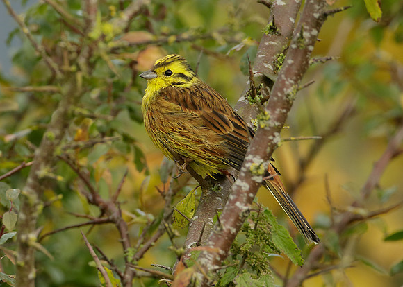 Yellowhammer Emberiza citrinella