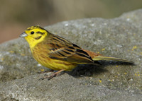 Yellowhammer Emberiza citrinella