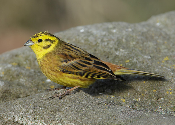 Yellowhammer Emberiza citrinella