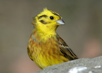 Yellowhammer Emberiza citrinella