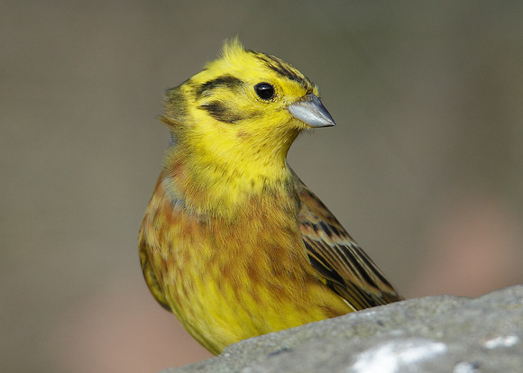 Yellowhammer Emberiza citrinella